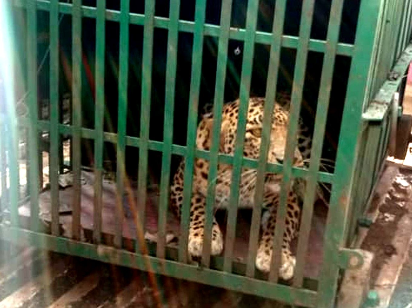 Two leopards imprisoned in cages in one night