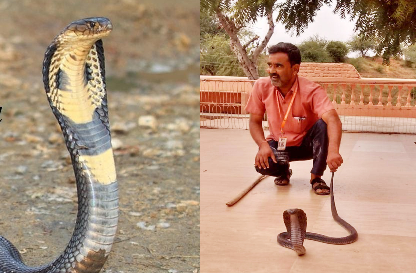 गांव में संत के आश्रम में निकला इंडियन कोबरा सांप, लंबाई देखकर हर कोई रह गया हैरान