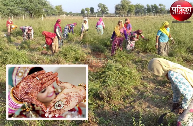 VIDEO : अब ओर अधिक गहरा होगा ‘सोजत की मेहंदी’ का रंग