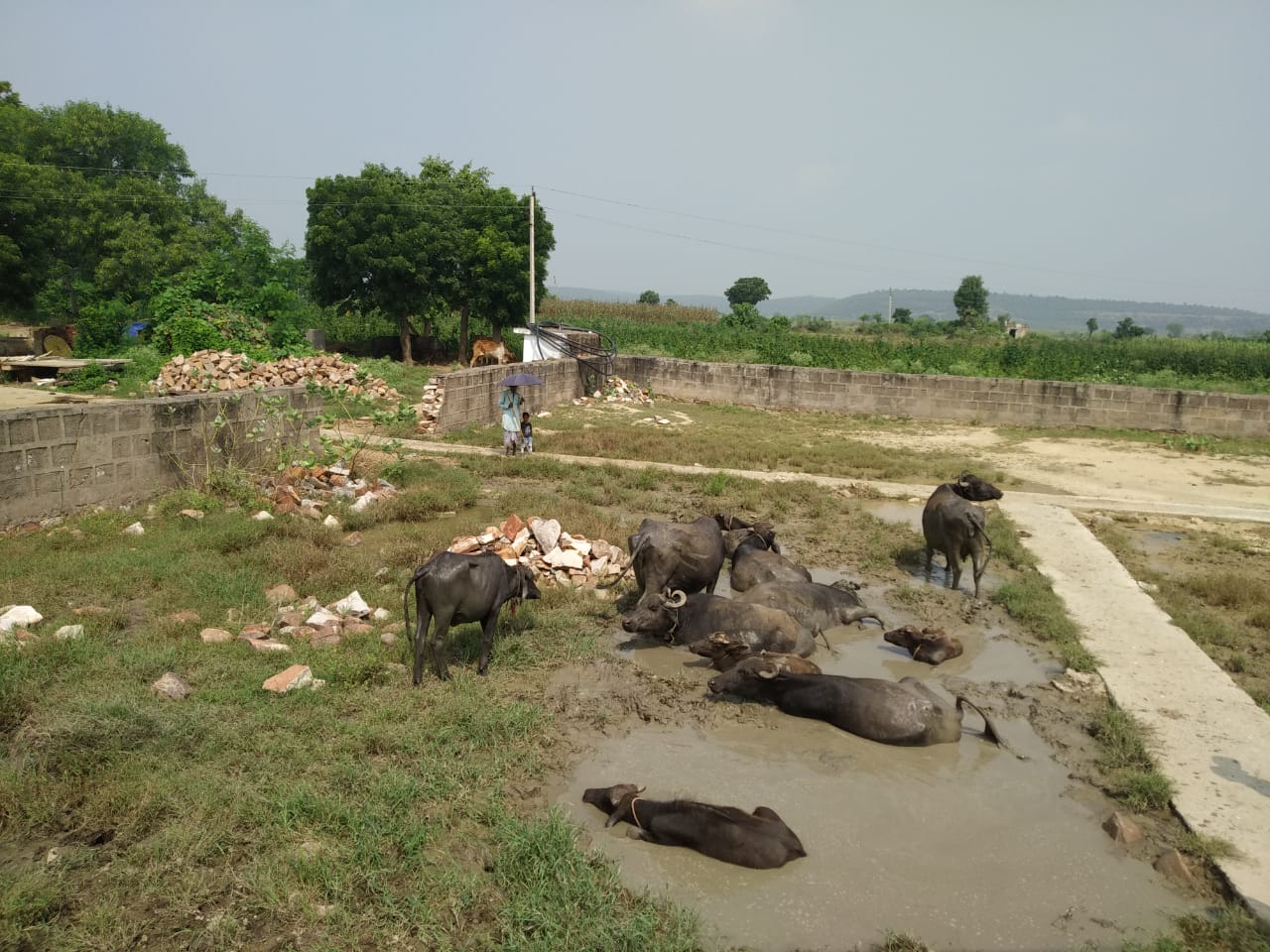 Inspection team found buffalo in school, school was closed, news in hindi, mp news, dabra news