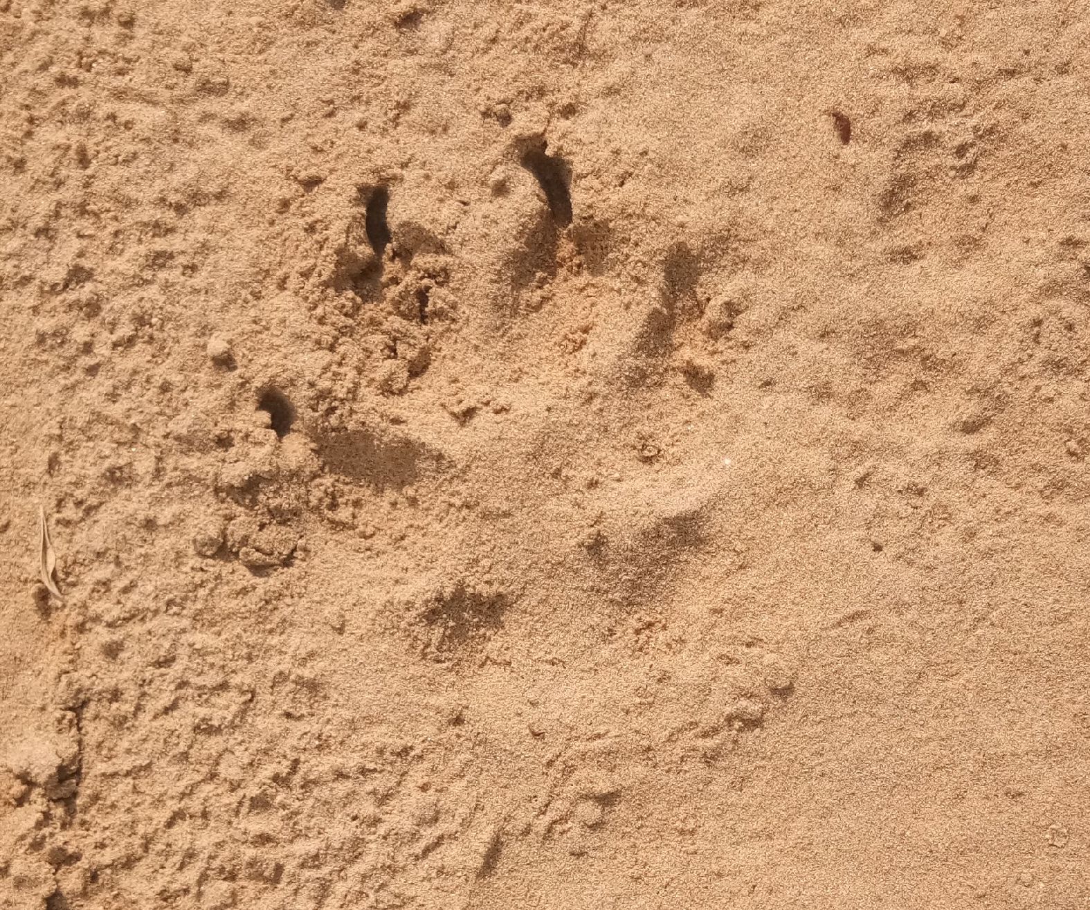 Footprints of wild animal seen again in nokh area of jaisalmer