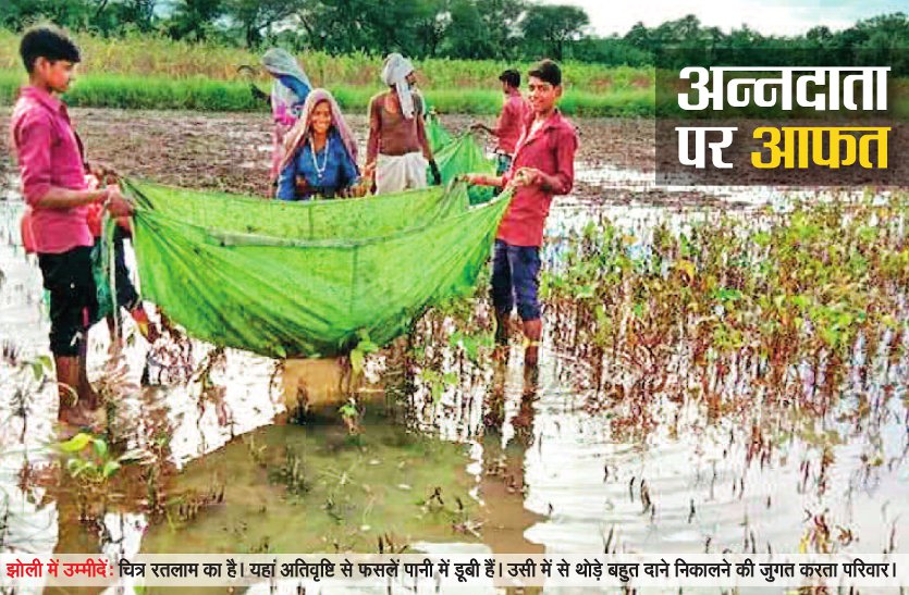 Crops of farmers were destroyed due to excessive rainfall in MP