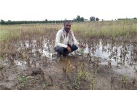 Farmers cry after seeing the crop standing in the fields
