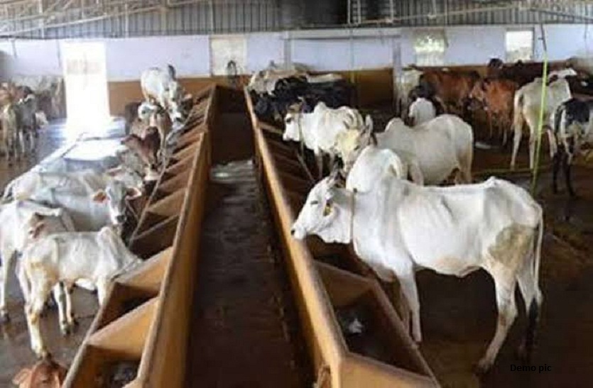 हरा चारा खाते ही 27 गायों ने तड़प-तड़प कर दम तोड़ा, 43 गायें मरणासन्न, अफसर में हड़कम्प