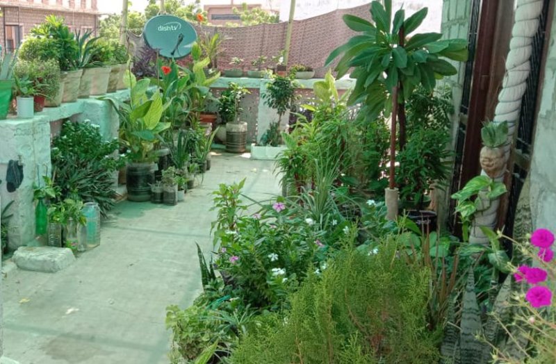 Love of nature is such that garden is built on roof of house