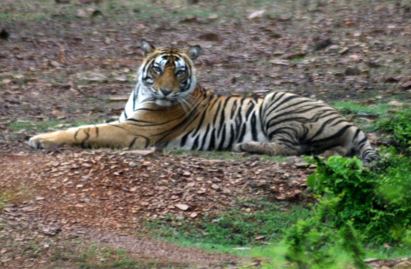 बाघ के हमले में दस वर्षीय बालक की मौत