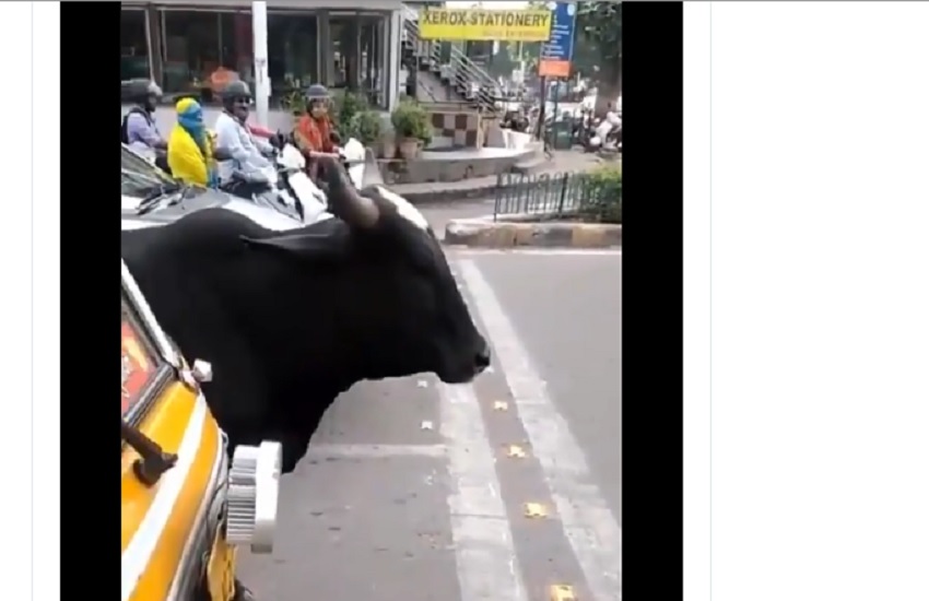 Watch Video: चालान का ऐसा डर, जानवर भी मानने लगे ट्रैफिक नियम! देखें वीडियो
