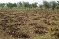 बेमौसम बारिश से किसानों की मेहनत पर फिरा पानी