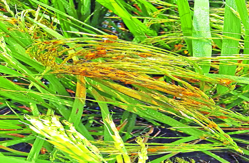 Now third attack on paddy crop