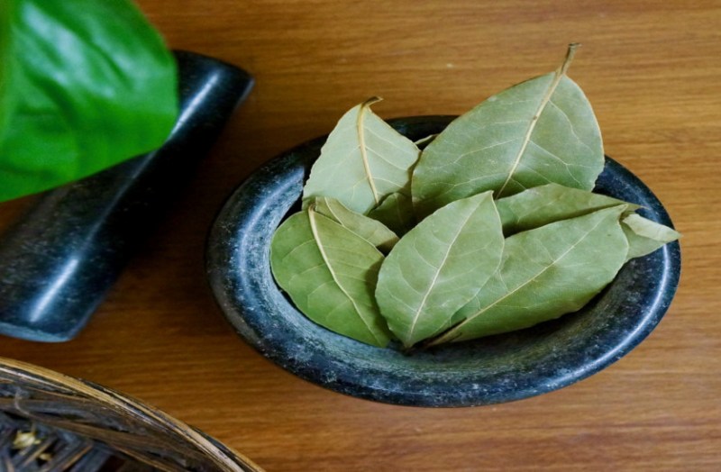 तेजपत्ता माइग्रेन, पेट व संक्रामक रोगों के लिए है फायदेमंद