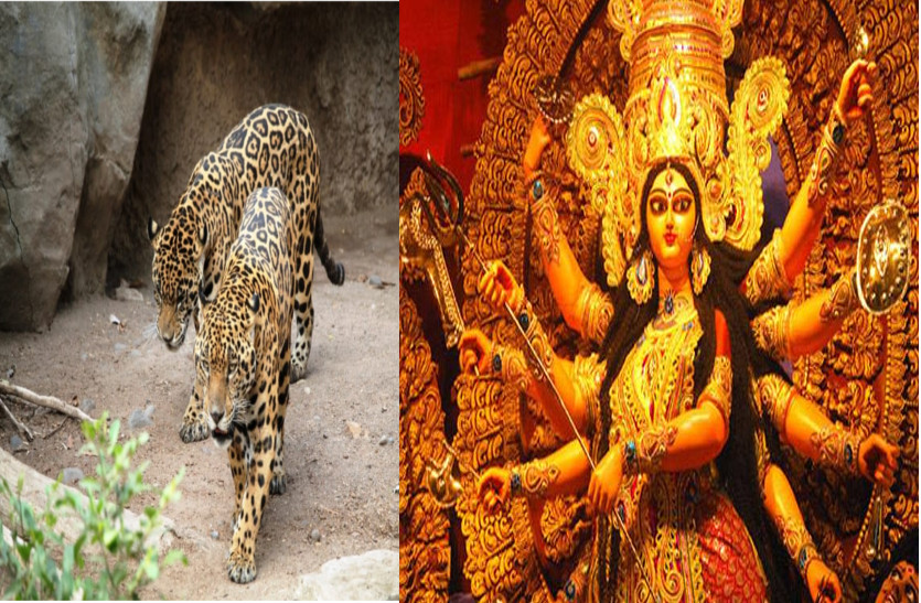 अष्टमी के दिन मां दुर्गा की पंडाल के पास दिखे दो तेंदुए, आसपास गांव में मचा हड़कंप