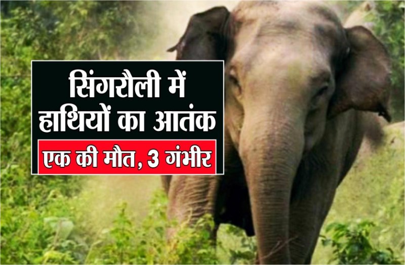elephant attack 1 dead and 3 serious in Singrauli district villagers