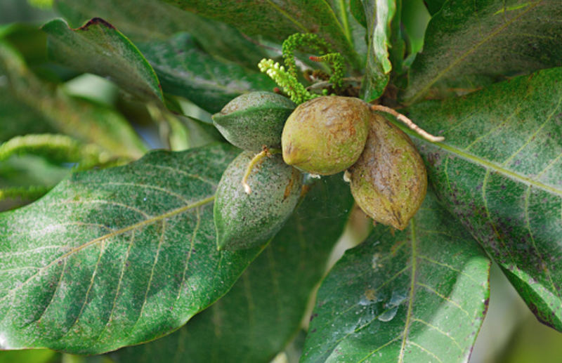 Harad Benefits and Side effects