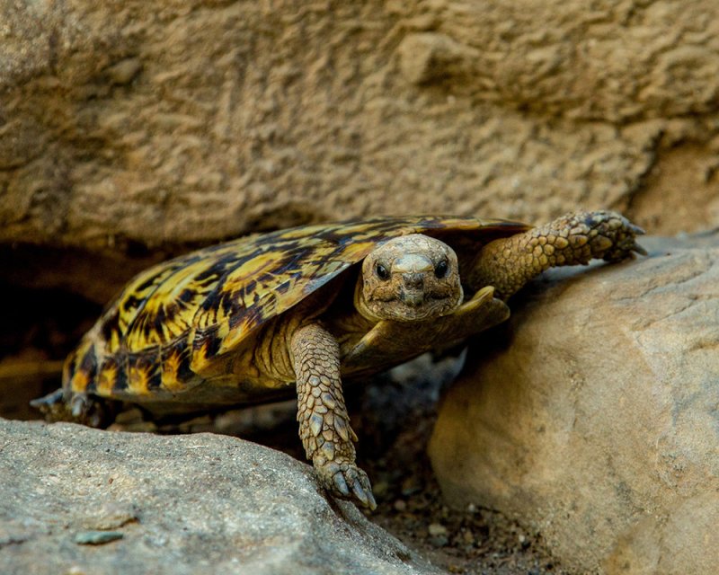 तस्करों के निशाने पर कछुआ, दीवाली पर तंत्र साधना के लिए बढ़ी मांग