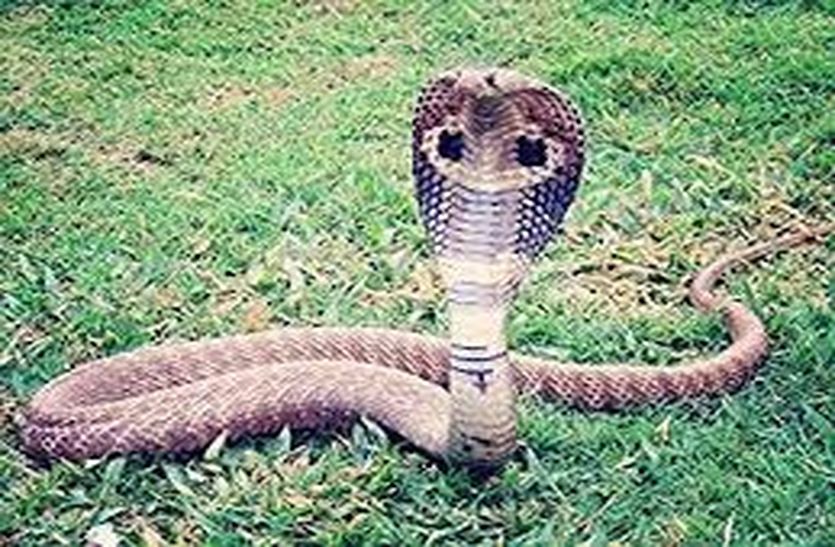 बलवना में कोबरा सांप के डंसने से बालक की मौत