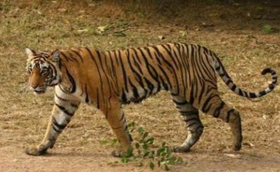 बाघ के हमले में किसान की मौत