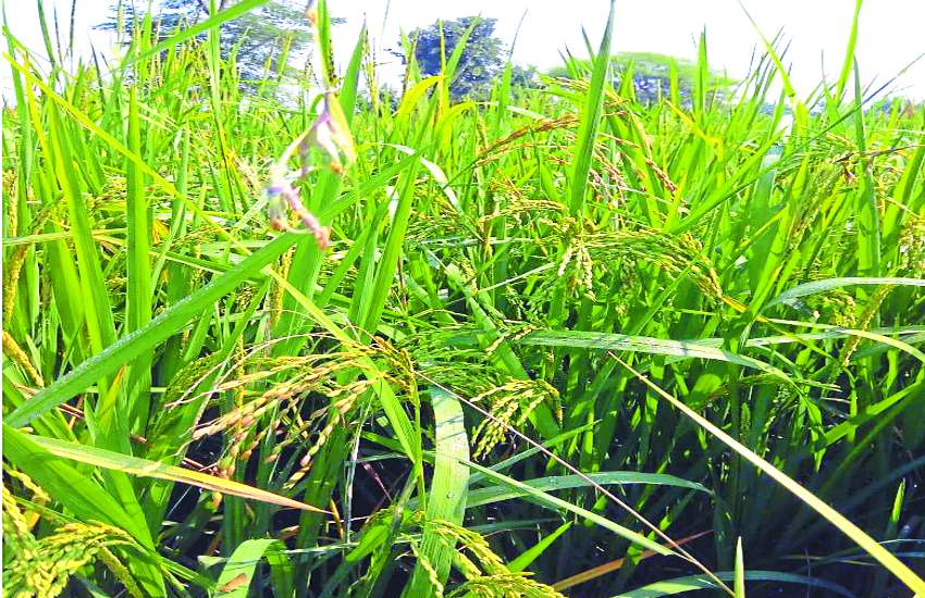 Outbreak in Paddy to Blast, sihora news