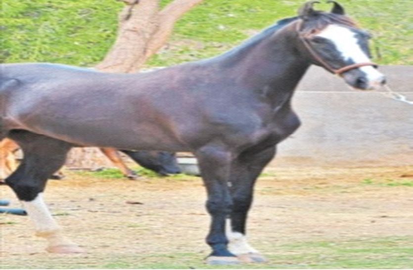 ग्लैंडर्स बीमारी : घोड़ों को होने वाली बीमारी से पशुपालन विभाग सतर्क