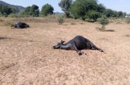 हाइटेंशन लाइन की चपेट में करंट से तीन भैंसें मरी