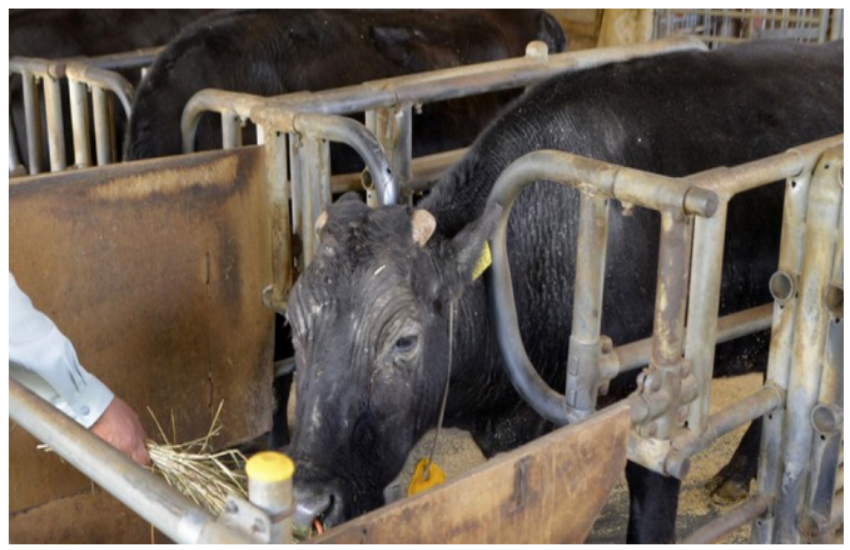 World first cloned cow Kaga dies