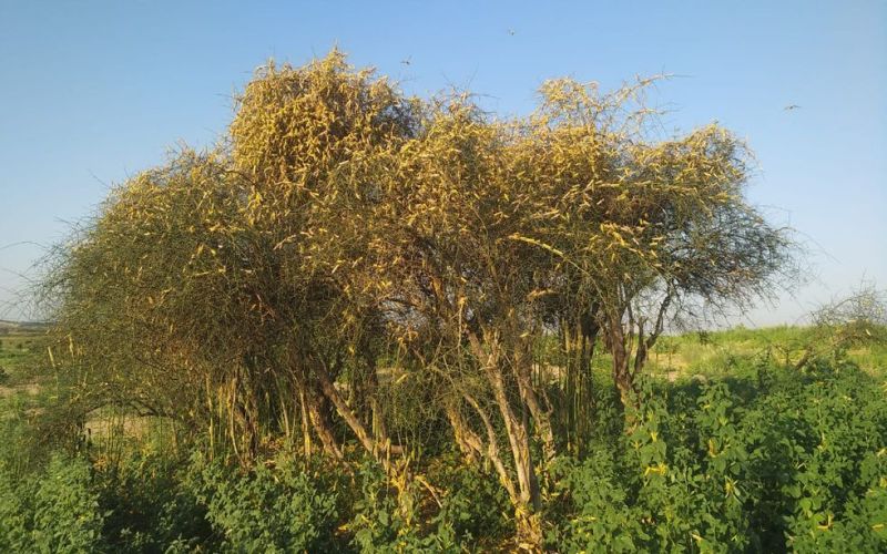 बाड़मेर में हरे-भरे खेतों पर टिड्डी का हमला, फसल कर रही है चट