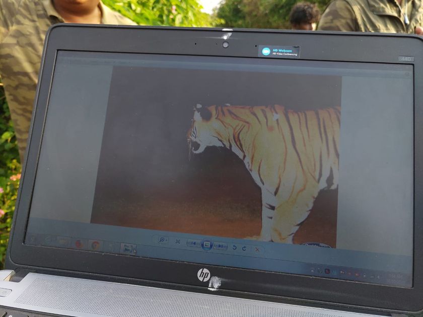 कैमरा ट्रैप में दो बार दिखा बाघ