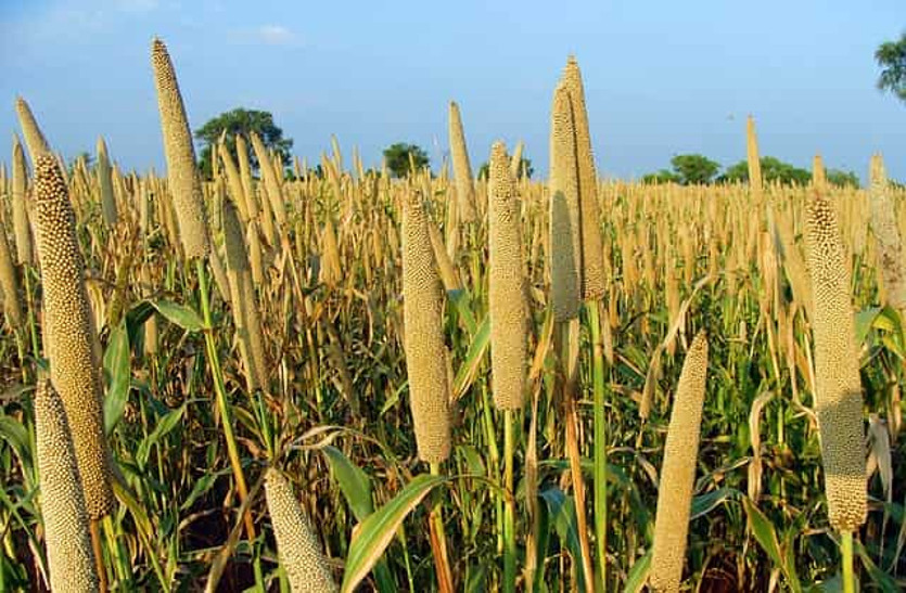 yield-of-millet-farmers-monsoon-cultivation-bajraagricultural-research