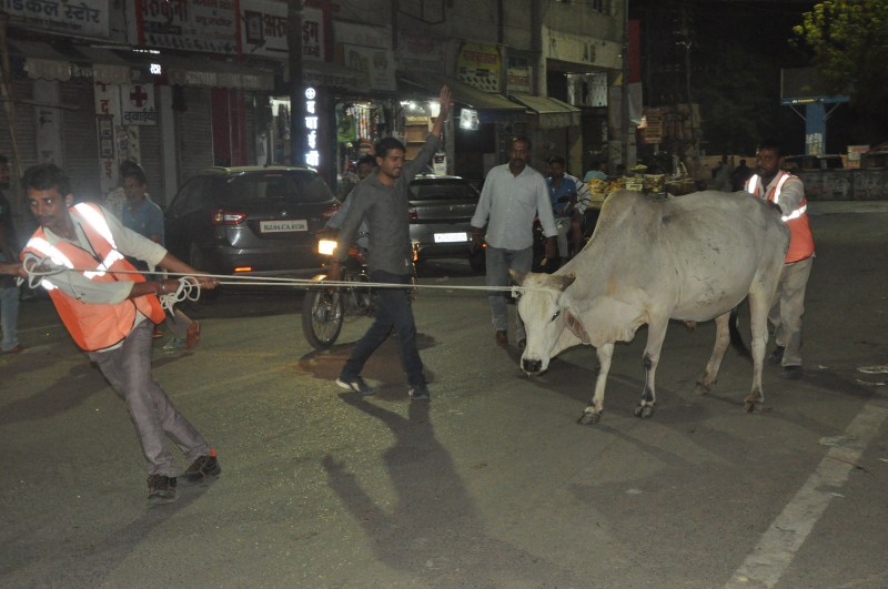 animals will be kept in Nandi Gaushala