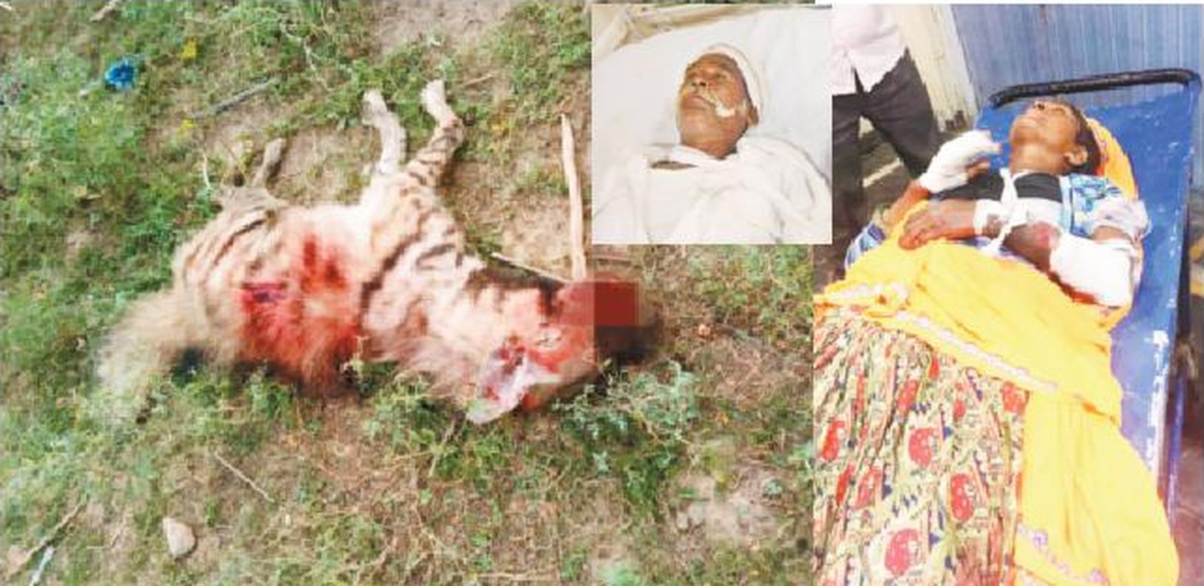 Attack of jarakh : जरख के हमले में तीन घायल, ग्रामीणों ने पीट पीटकर मार डाला