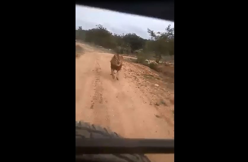 VIRAL VIDEO : सफारी का लुत्‍फ ले रहे थे कि अचानक शेर ने किया पीछा