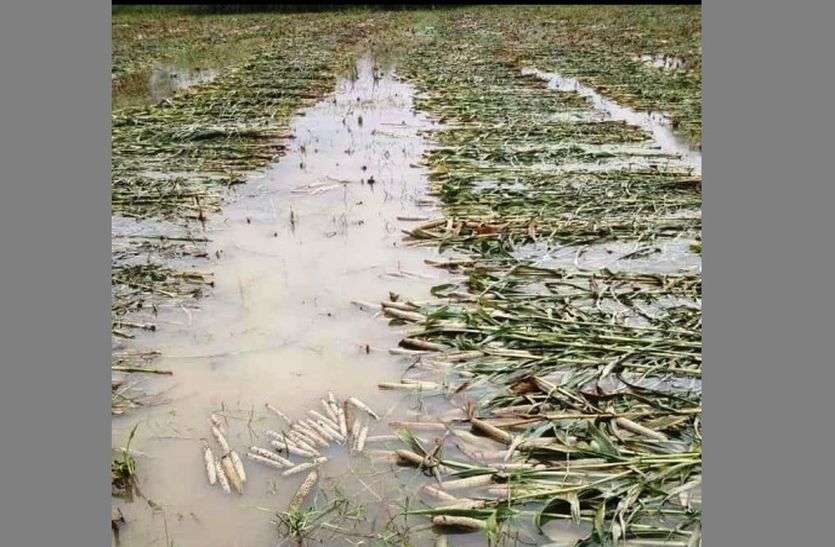 millet crop destroyed due to rain
