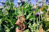 Mustard threatens after kharif, water will remain wet in fields in bhilwara