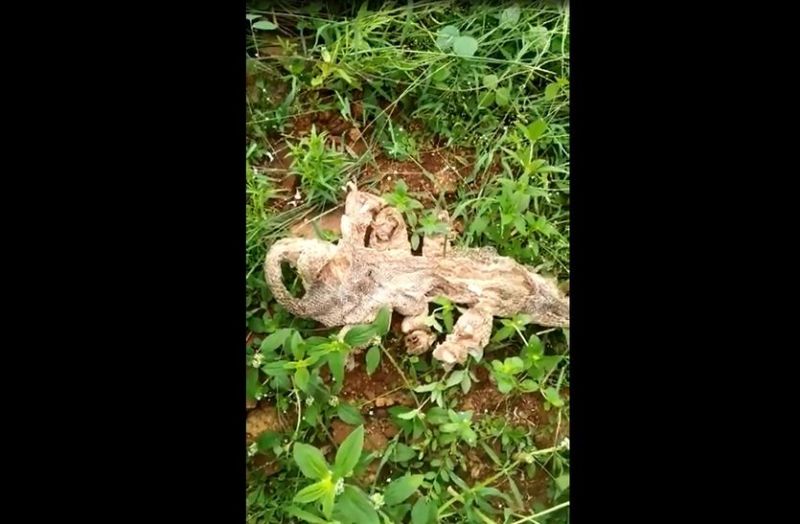 VIDEO : सात मुंह वाले सांप का क्या है माजरा...विस्तार से जानिए पूरी खबर