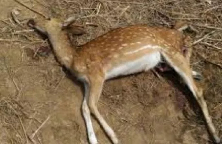 जंगल में हिरन को मार कर खा गए दस लोग, पुलिस ने दो लोगों को किया गिरफ्तार