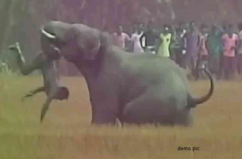 17 हाथियों के दल ने एक किसान को पटक-पटक कर मार डाला, झाडिय़ों में मिली क्षत-विक्षत लाश