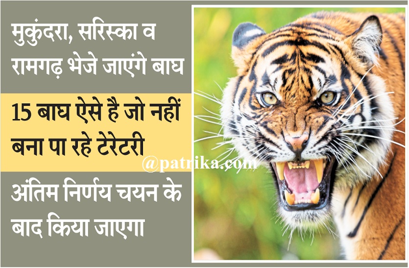 शिफ्टिंग के लिए बाघों पर मंथन शुरू, बाघों के चयन में जुटे अधिकारी, मुकुंदरा, सरिस्का व रामगढ़ भेजे जाएंगे बाघ