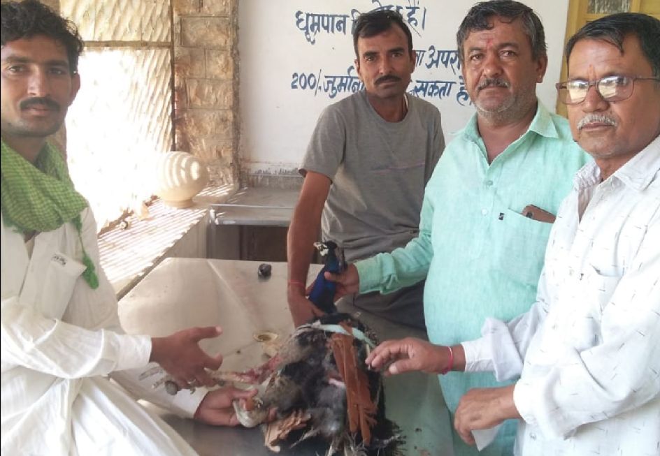 National bird peacock injured in jaisalmer