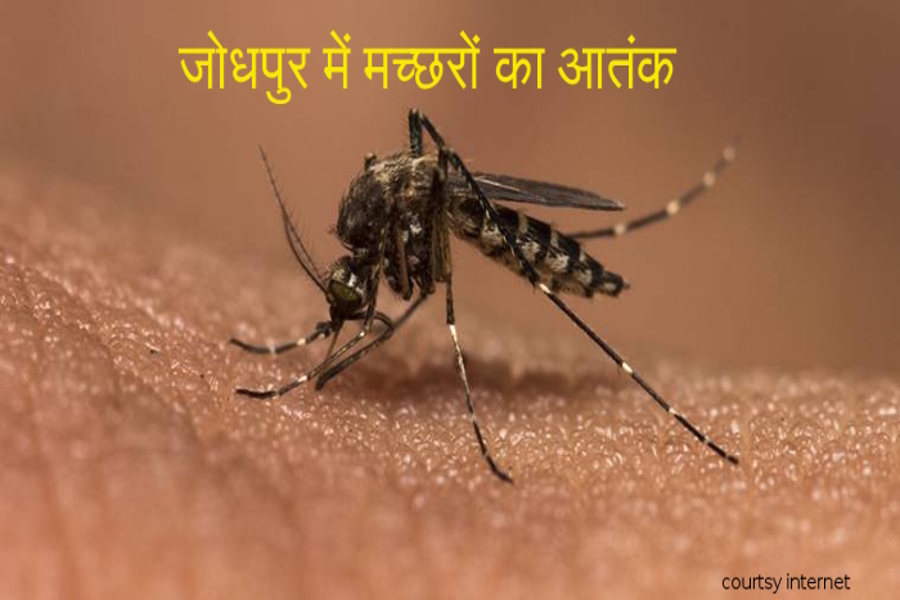 mosquito borne diseases spread in jodhpur