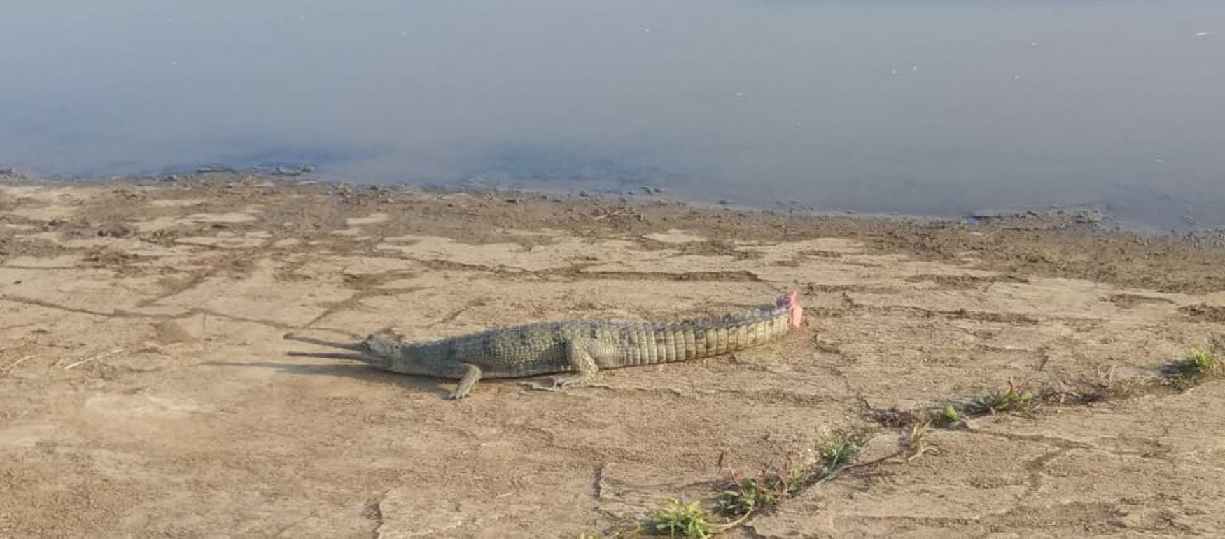 Generation of stopped watches at Son Gharial Sanctuary