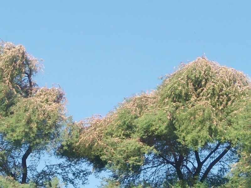 बॉर्डर एरिया में टिड्डी दल का हमला, पांच किलोमीटर में फैलाव