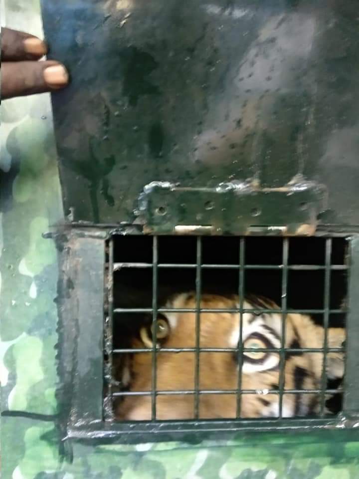 Watch Video... पांच दिन के ऑपरेशन के बाद कैसे पकड़ा गया आदमखोर बाघ