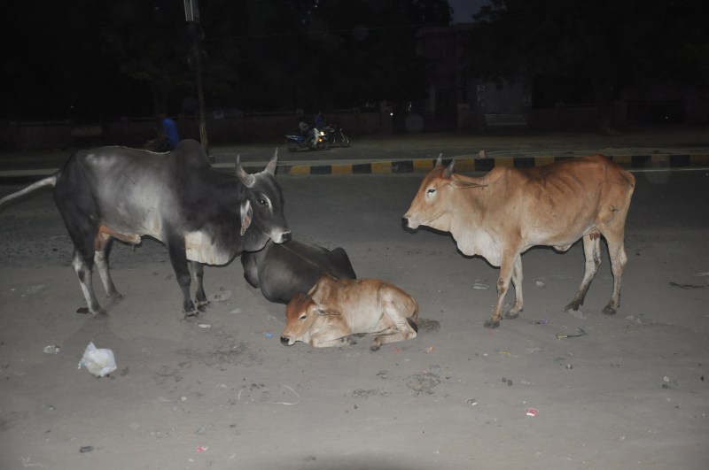 Ban on selling green fodder in Barmer