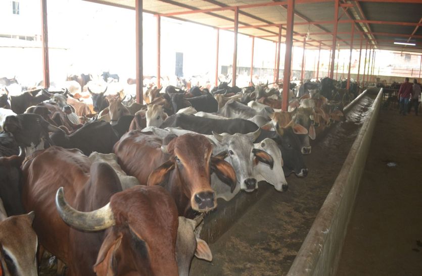 गांधी नगर गोशाला में गायों की मौत, चारे के भी पड़ रहे हैं लाले