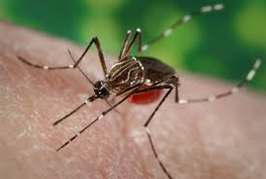 DENGUE ALERT खास खबर- कर लो यह उपाय, कभी नहीं होगा डेंगू