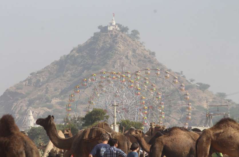 Pushkar fair 2019 : रेतीले धोरों पर बढऩे लगी रौनक