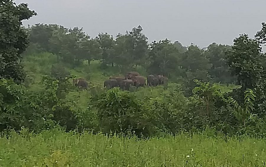 Elephant herd returned from singrauli to chhattisgarh