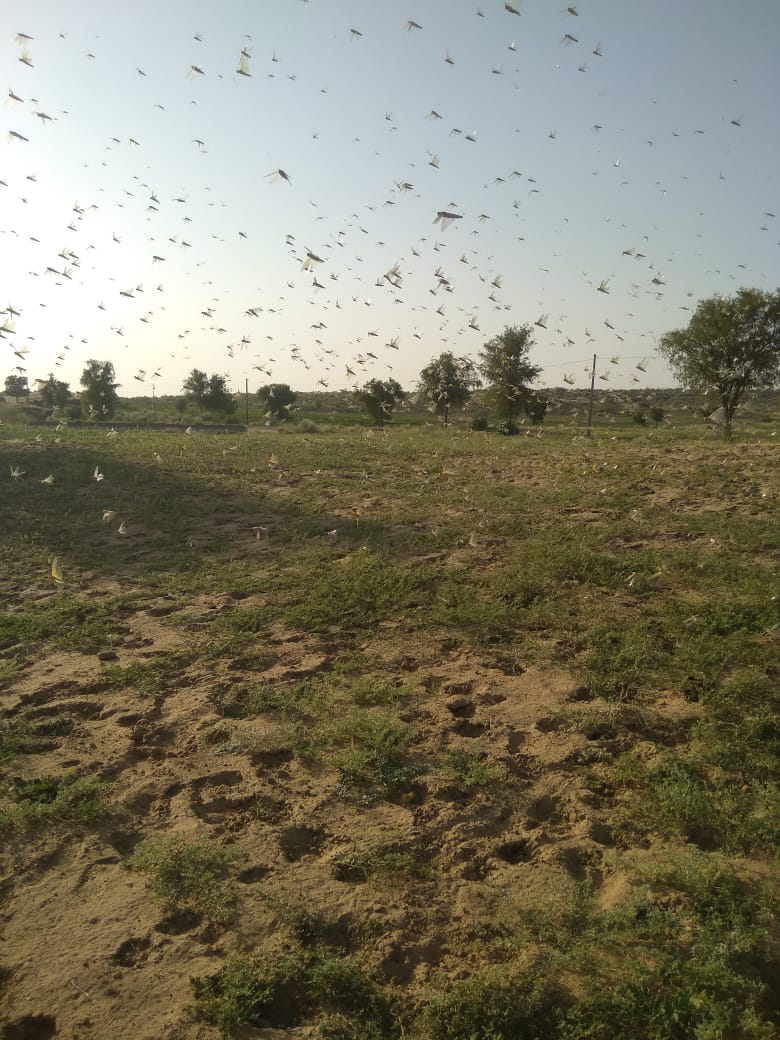 locust attack in lunkaransar mahajan bikaner
