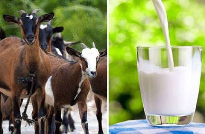 डेंगू का रामबाण बकरी का दूध, अब नहीं मिलेगा जयपुर में