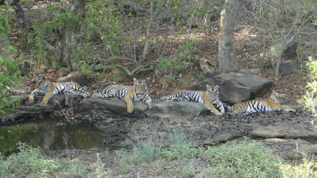 Panna Tiger Reserve gate will open from October 16