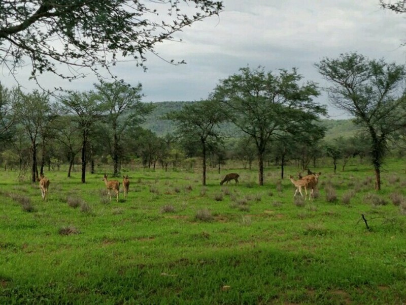 पर्यटकों के लिए कूनो में प्रकृति ने बिछाई ग्रीन कारपेट